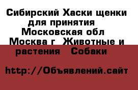 Сибирский Хаски щенки для принятия  - Московская обл., Москва г. Животные и растения » Собаки   